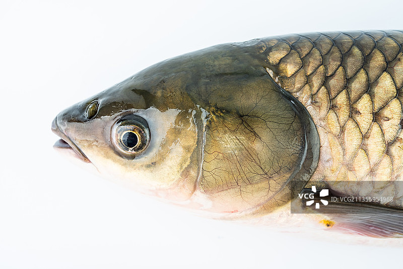 活草鱼头特写图片素材