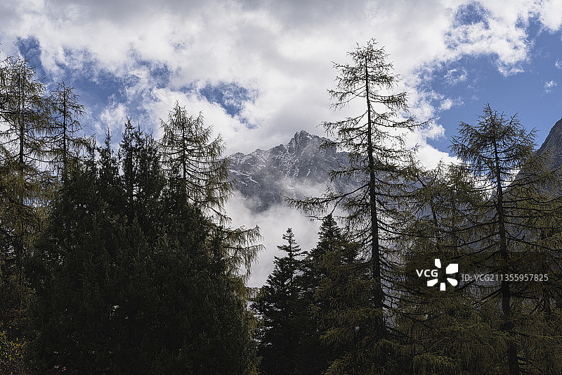 山间松柏图片素材