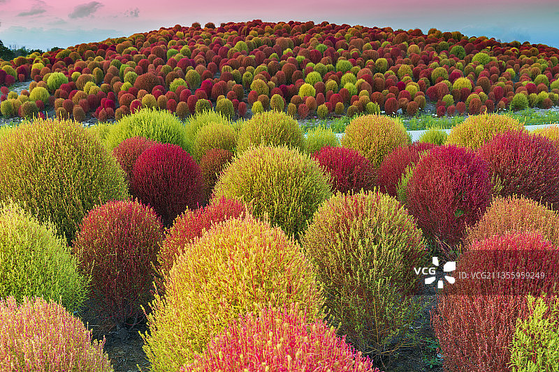 上海金山朱泾花开海上深秋地肤图片素材