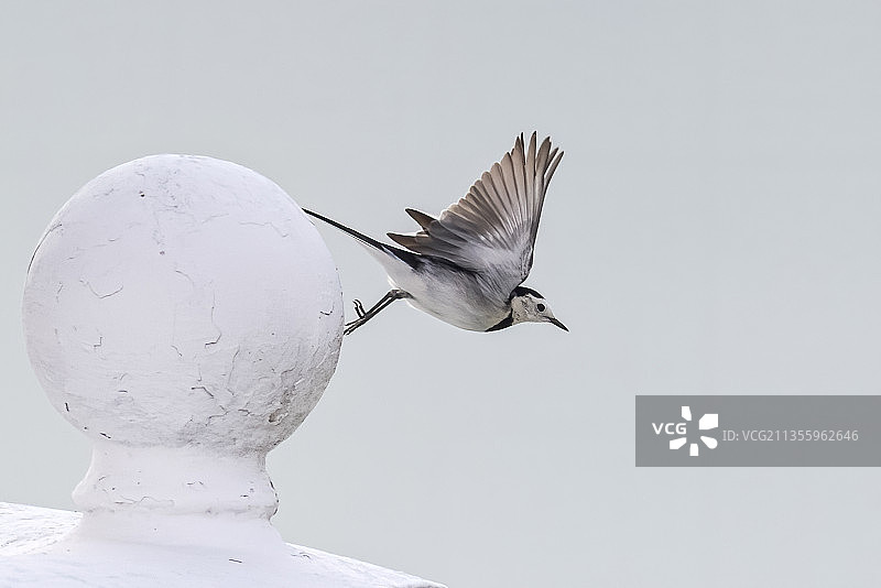 白鹡鸰图片素材