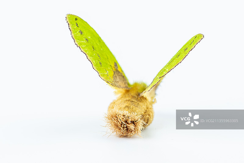 白背景上一只青黄枯叶蛾图片素材