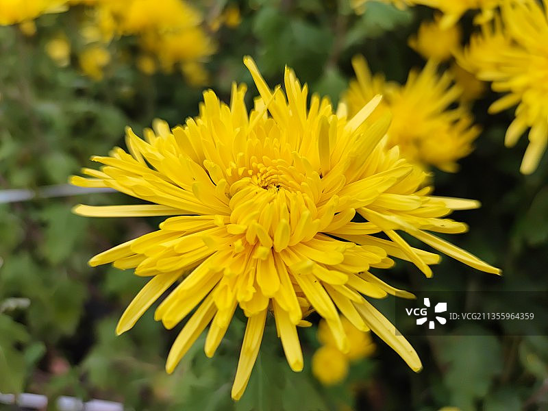 深秋，金丝皇菊花盛开图片素材