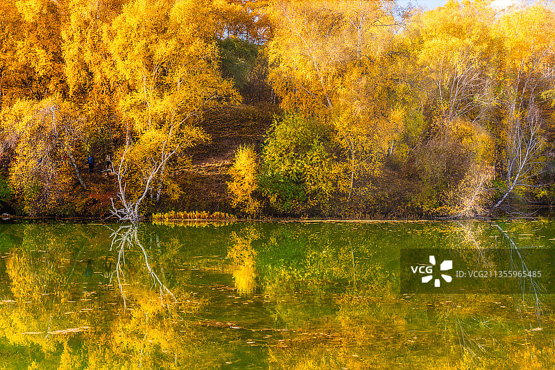 秋天内蒙古乌兰布统的公主湖边的白桦林倒影图片素材