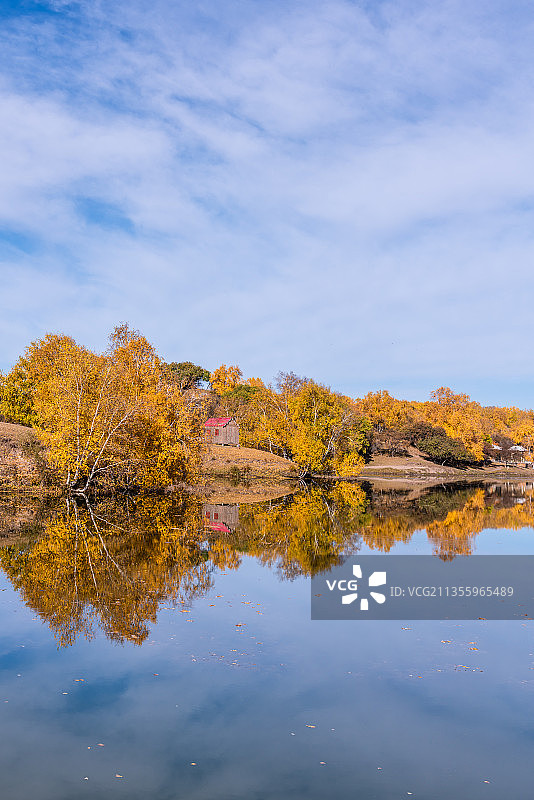 秋天内蒙古乌兰布统的公主湖边的白桦林倒影图片素材