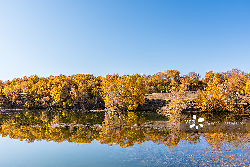 秋天内蒙古乌兰布统的公主湖边的白桦林倒影图片素材
