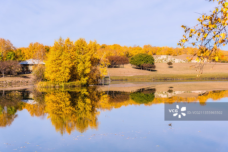 秋天内蒙古乌兰布统的公主湖边的白桦林倒影图片素材