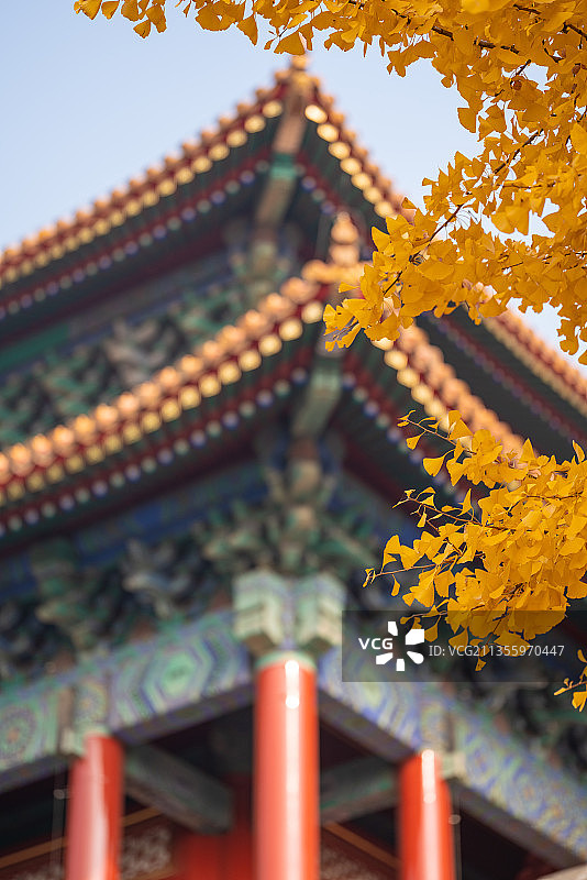 故宫西华门银杏秋色图片素材