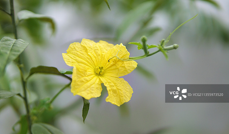 丝瓜的花图片素材
