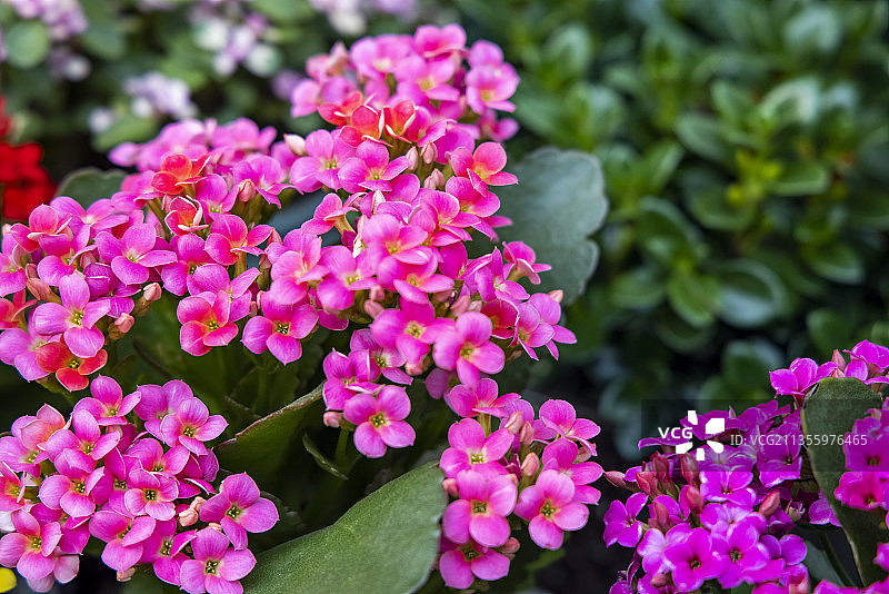 长寿花图片素材