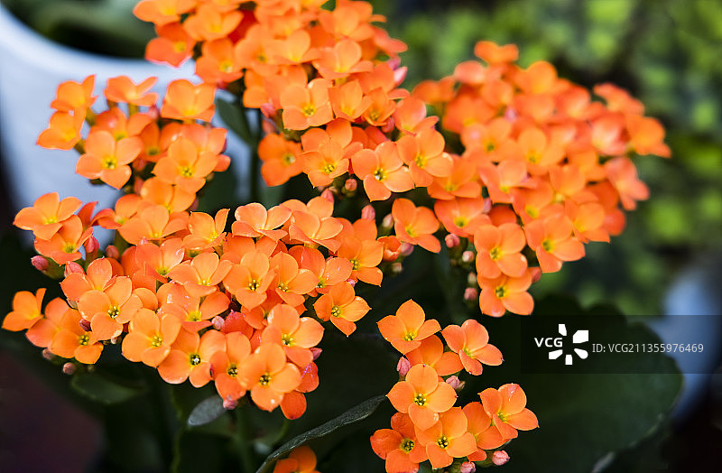 长寿花图片素材