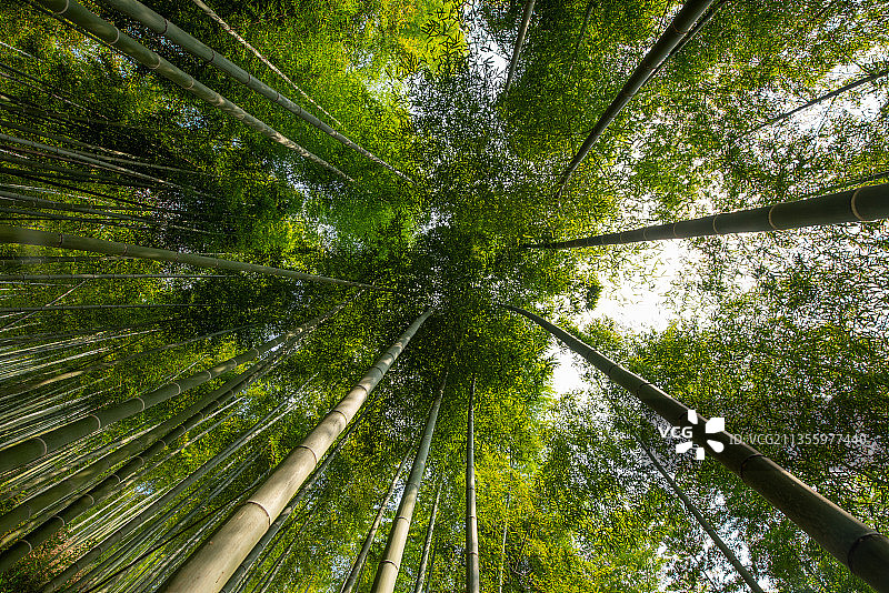 茂密的毛竹林图片素材