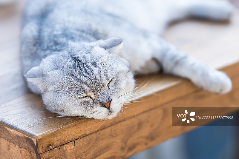 一直睡觉的猫图片素材