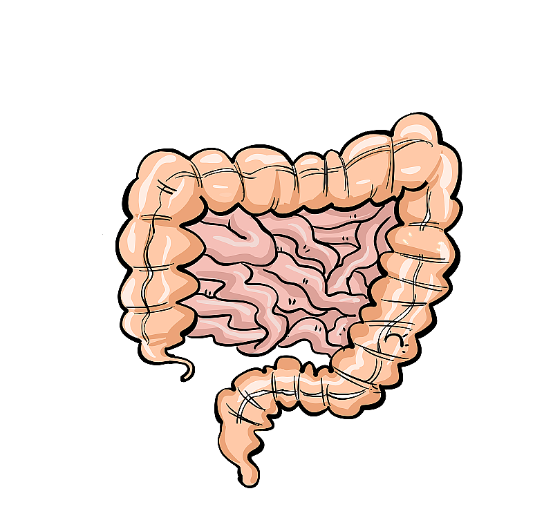 大肠图片素材