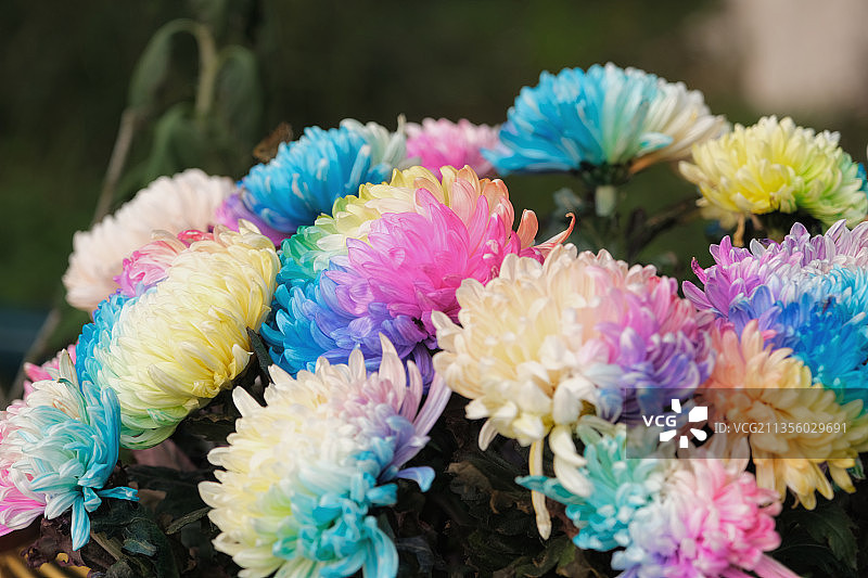 七彩菊花图片素材