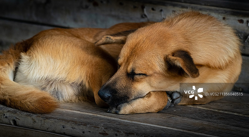 蜷着身体，躺在地上闭目养神的褐色狗，安静、甜蜜。图片素材