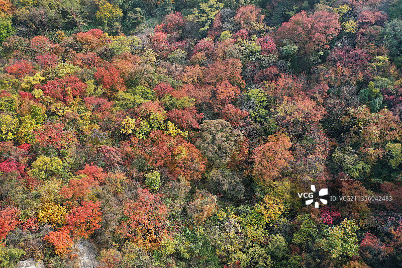 山东枣庄山亭区抱犊崮国家森林公园层林尽染宛若调色板图片素材