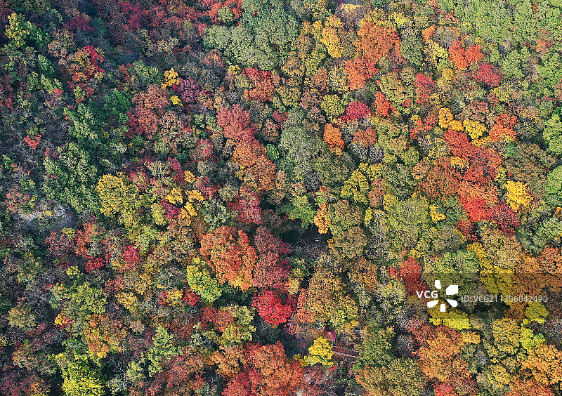 山东枣庄山亭区抱犊崮国家森林公园层林尽染宛若调色板图片素材