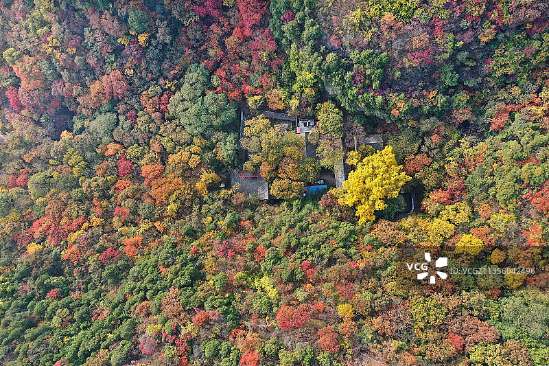 山东枣庄山亭区抱犊崮国家森林公园层林尽染宛若调色板图片素材