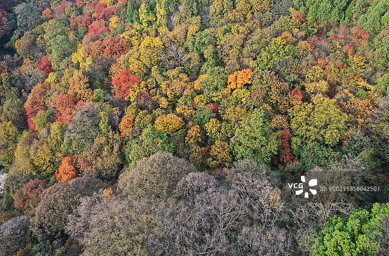 山东枣庄山亭区抱犊崮国家森林公园层林尽染宛若调色板图片素材