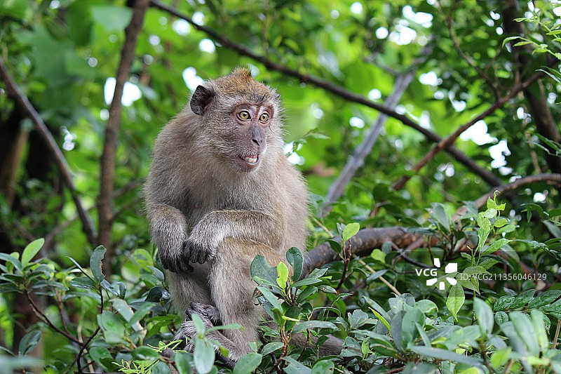 惊讶的食蟹猴图片素材