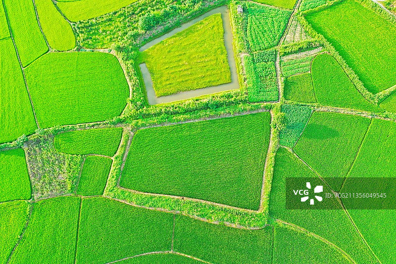 鸟瞰满目绿色的大地图片素材