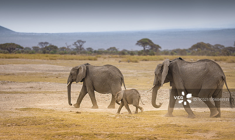 大象一家在草原上迁徙中图片素材
