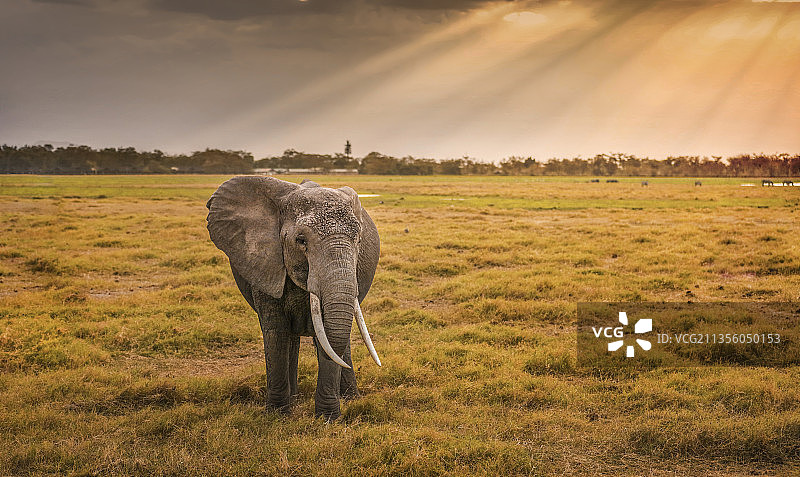 夕阳下的大象图片素材