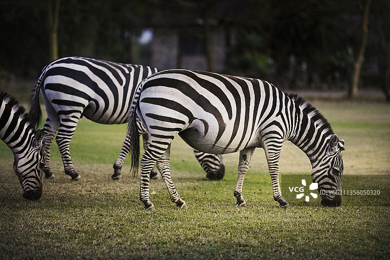 斑马站在草地上的特写镜头图片素材