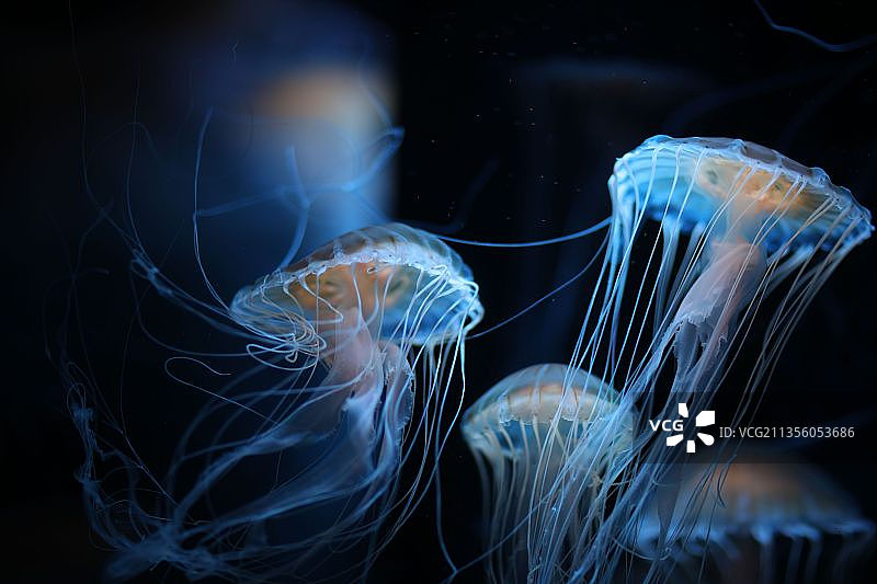 亚洲日本新潟水族馆日本海海洋水母海蜇水族箱蓝光冷色海洋馆图片素材