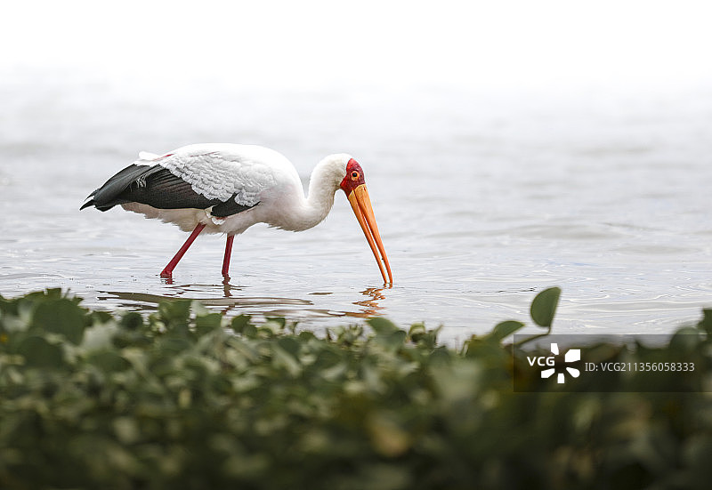 黄嘴鹮鹳图片素材