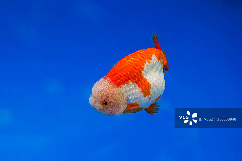 金鱼---玉面寿图片素材