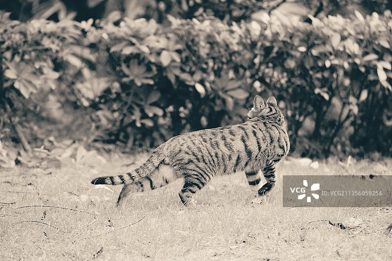 回头看看图片素材