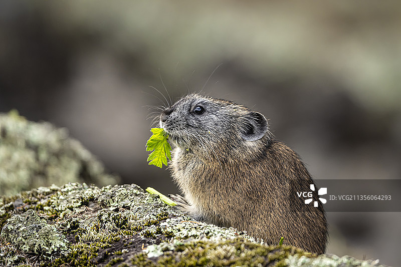 高山鼠兔图片素材