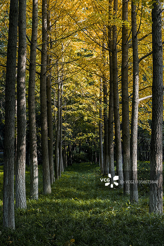 黄色绿色图片素材