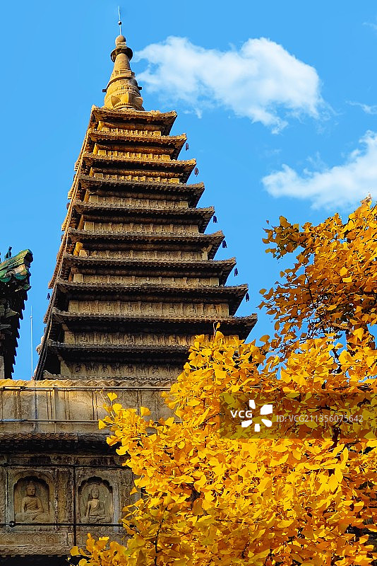 北京五塔寺银杏图片素材