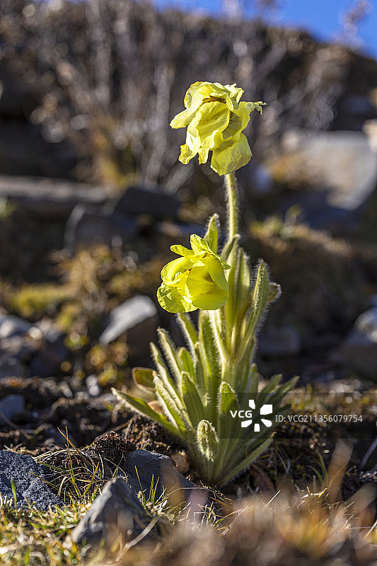 高原珍稀植物全缘叶绿绒蒿图片素材