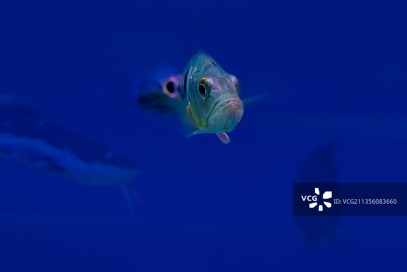 游弋在蓝水中的热带鱼图片素材