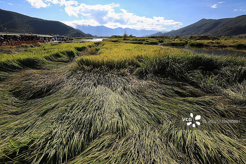 泸沽湖草海图片素材