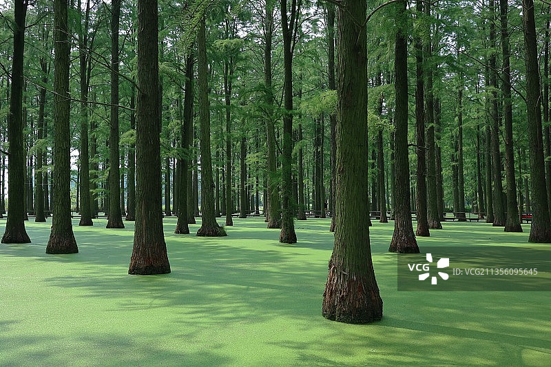 水上森林图片素材