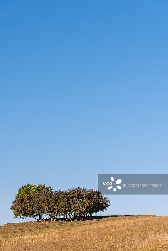 秋天内蒙古坝上草原山坡草地上孤独的树图片素材
