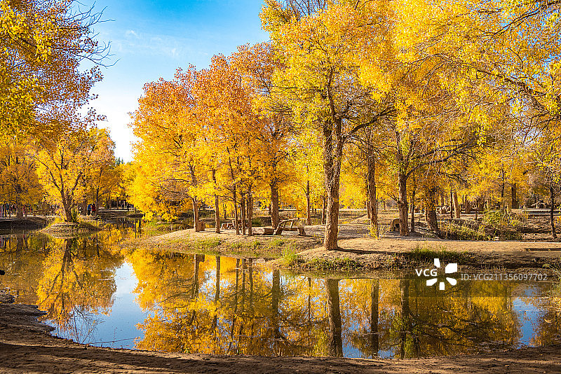 甘肃酒泉金塔胡杨林图片素材