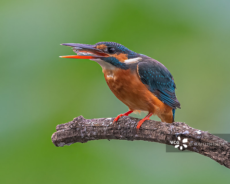 普通翠鸟图片素材