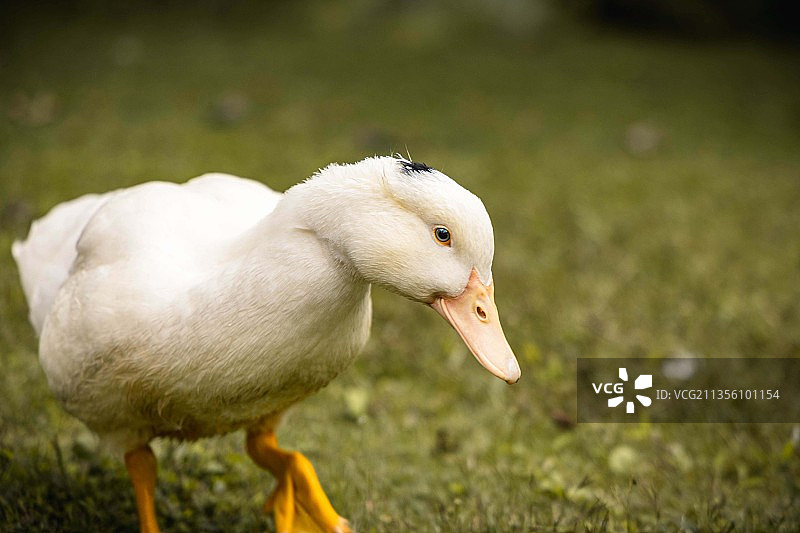 鸭的特写镜头图片素材