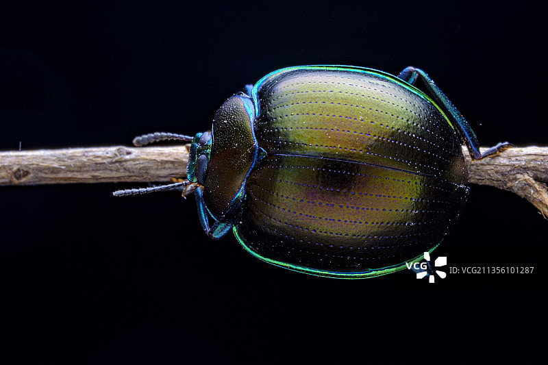 瓢形甲图片素材