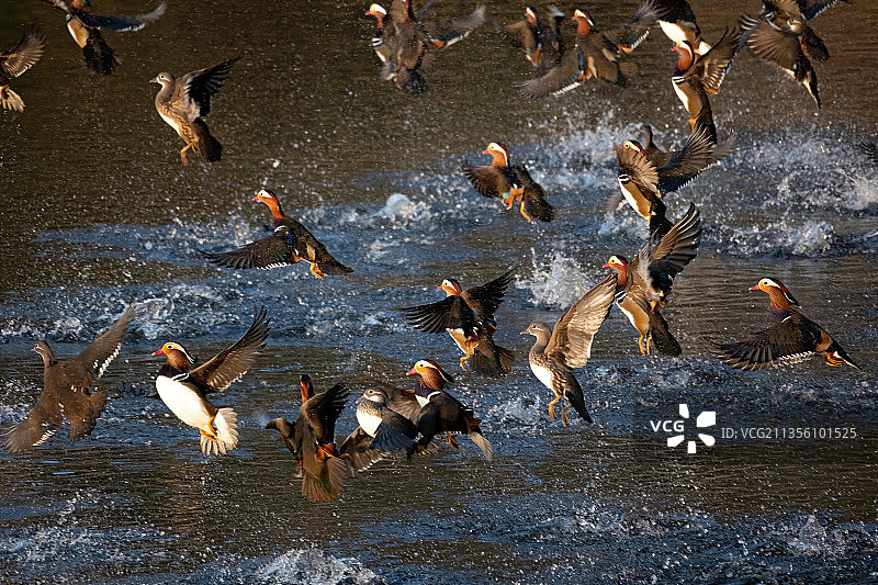 出水鸳鸯图片素材