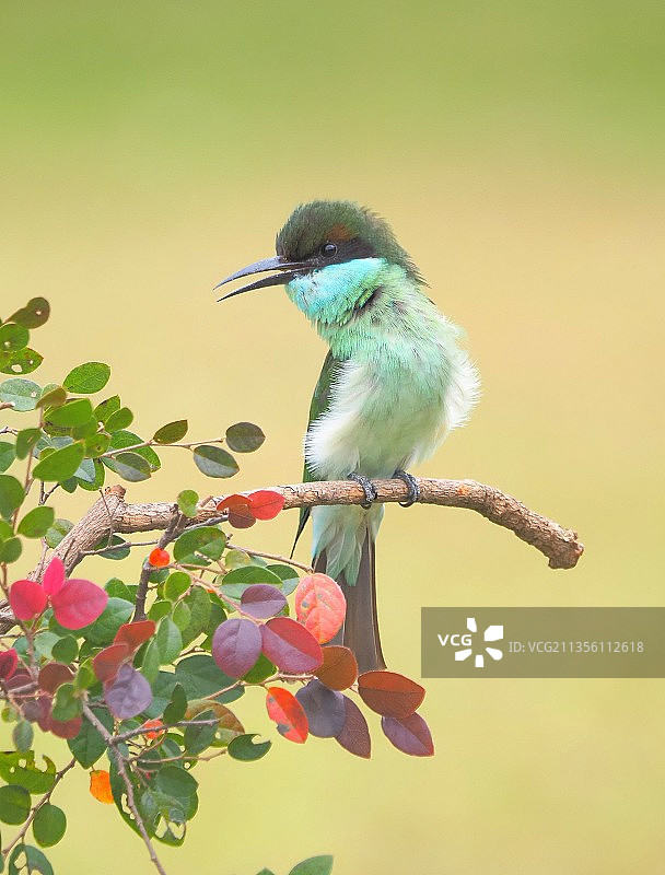 可爱的蓝喉蜂虎身姿多优美图片素材
