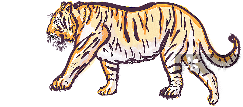 老虎手绘透明素材图片素材