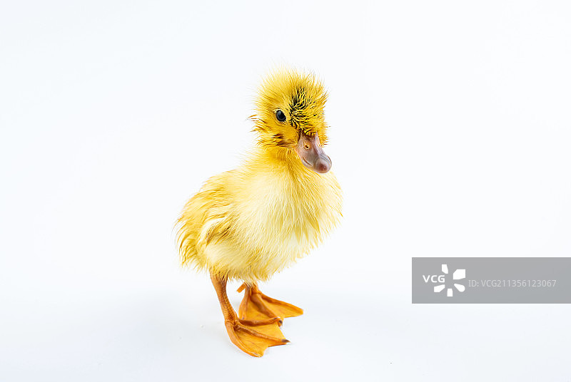 白背景上一只可爱的小黄鸭仔图片素材