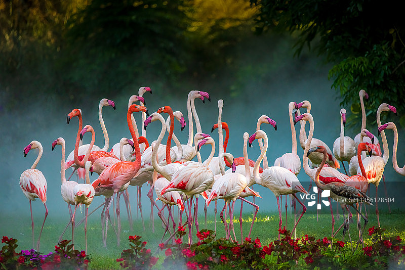 火烈鸟图片素材