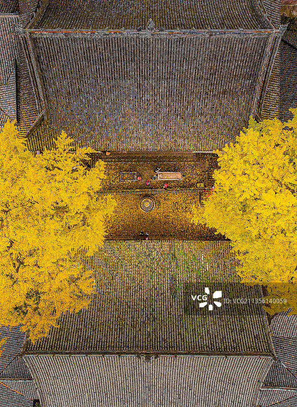 金堂云顶山慈云寺千年银杏图片素材